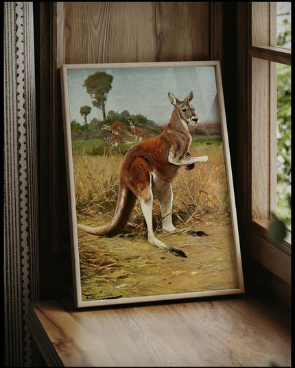 Red Kangaroo