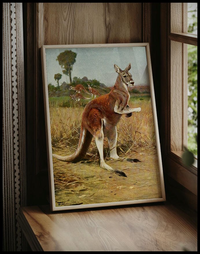 Red Kangaroo