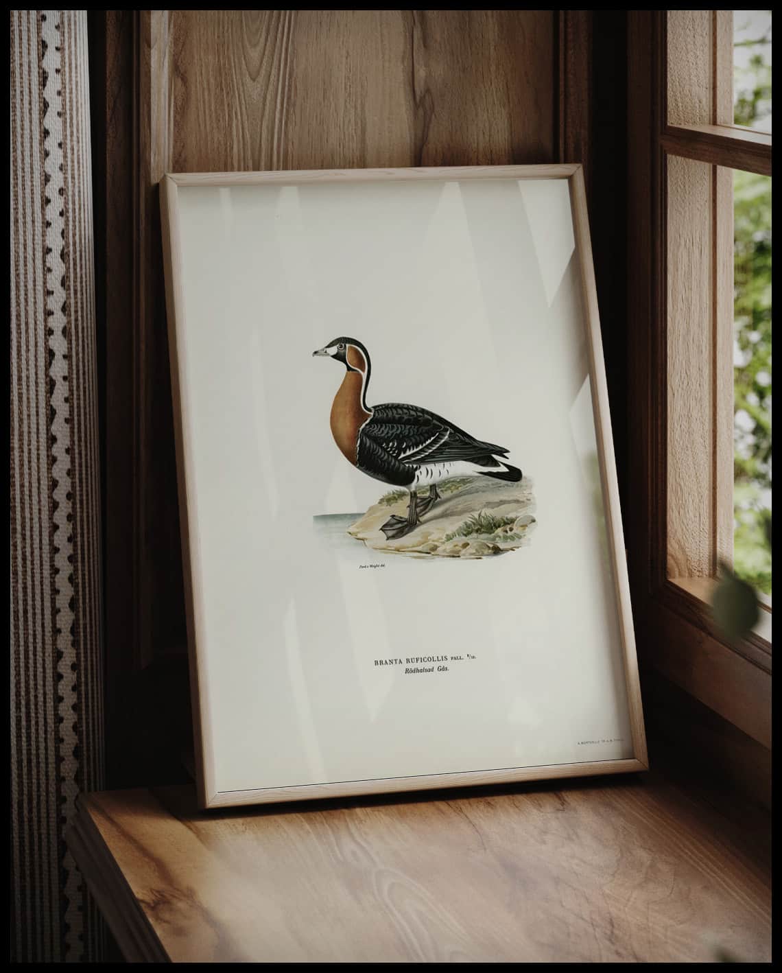 Branta Ruficollis Poster