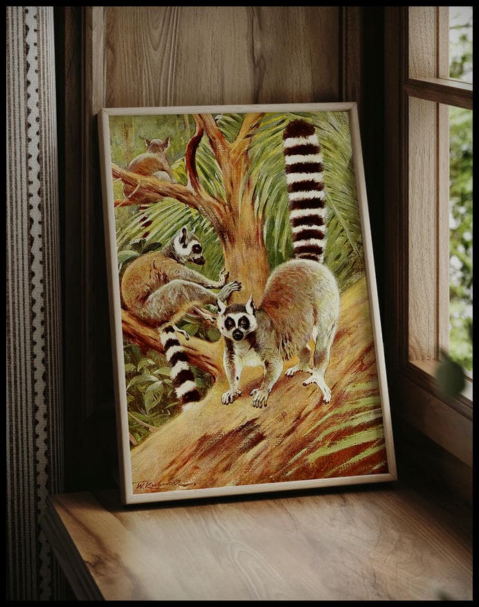 Ring Tailed Lemur