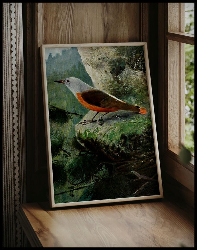 Rock Thrush