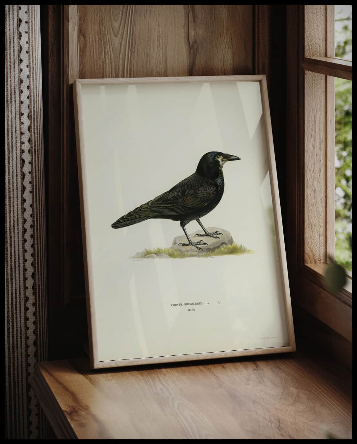 Corvus Frugilegus Poster
