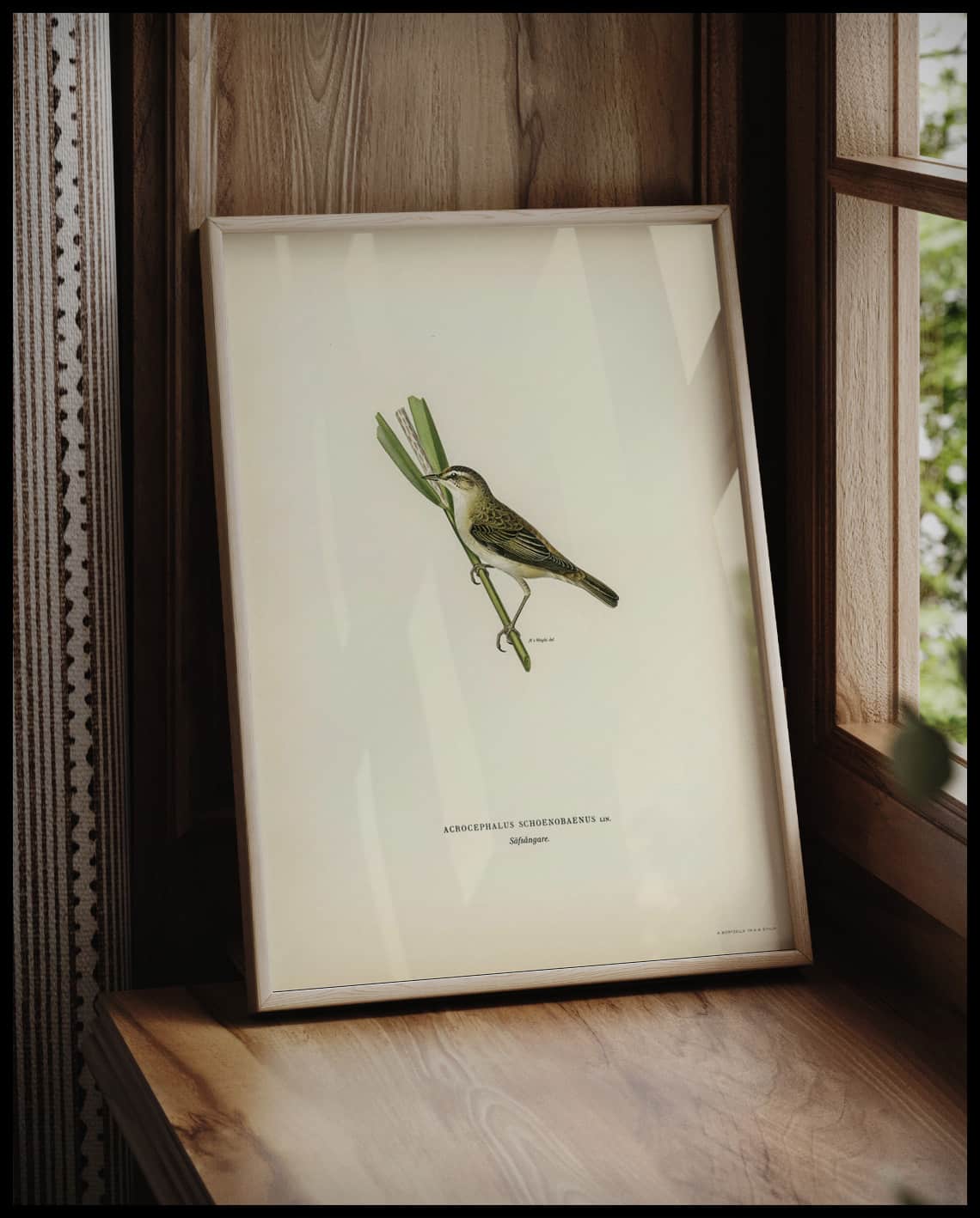 Acrocephalus Schoenobaenus Poster