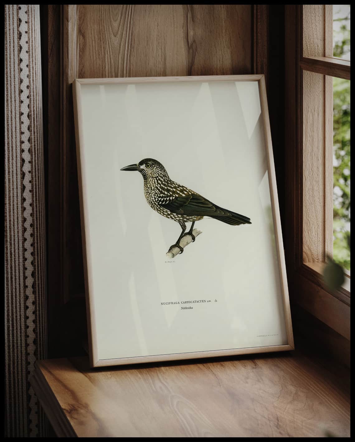 Nucifraga Caryocatactes Poster