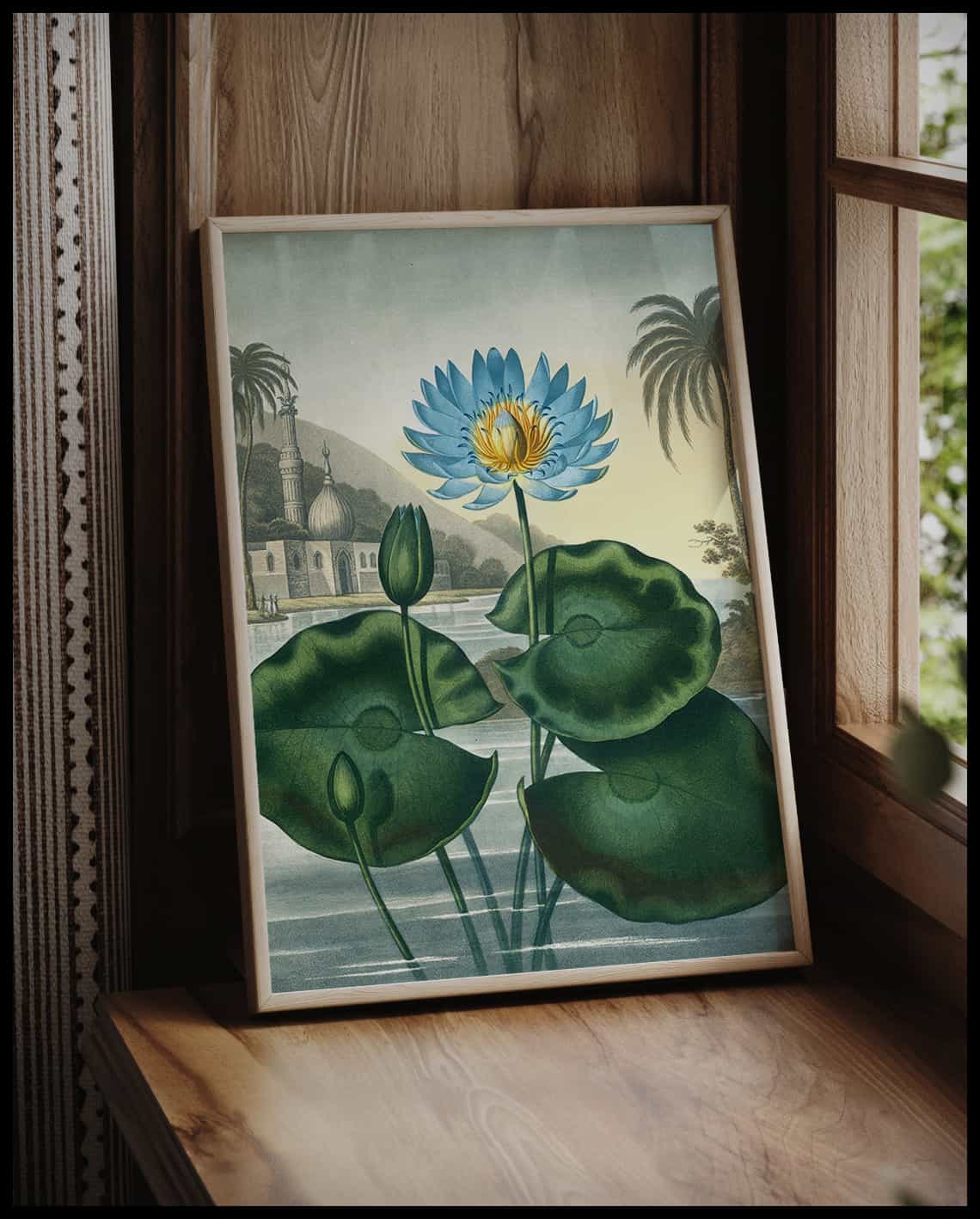 Blue Egyptian Water Lily