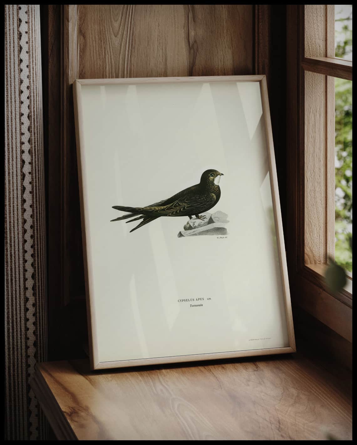 Cypselus Apus Poster