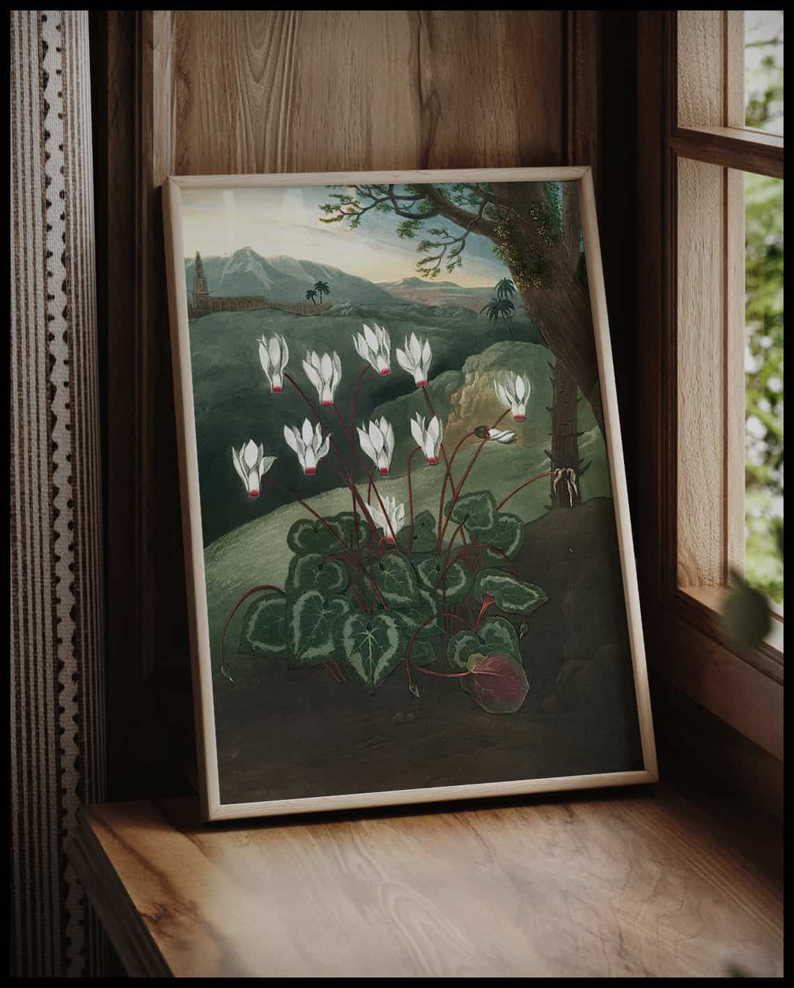 Persian Cyclamen