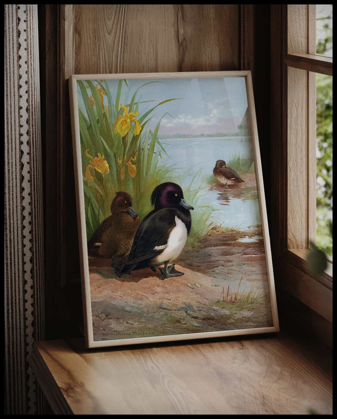 Tufted Duck Poster