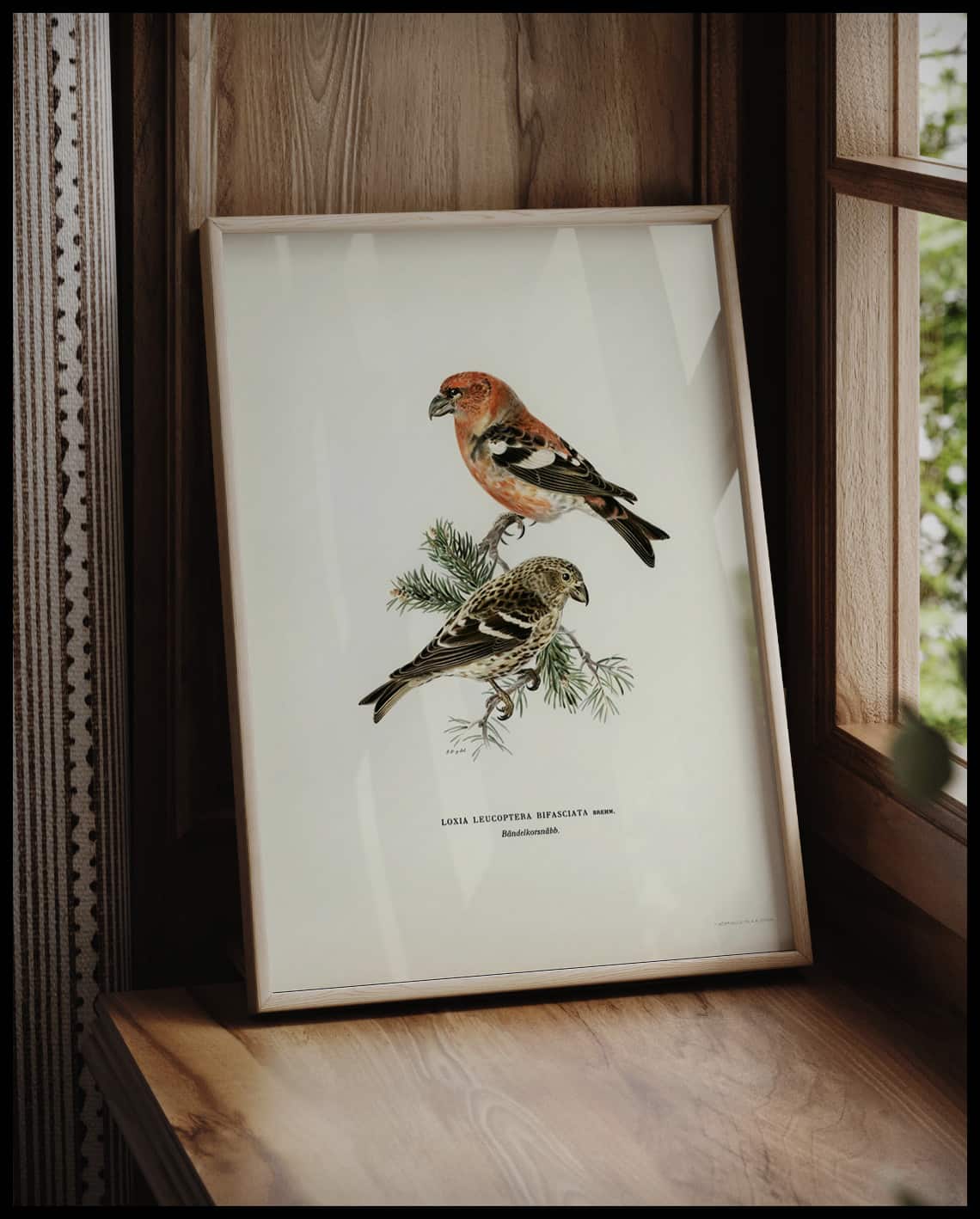 Loxia Bifasciata Poster