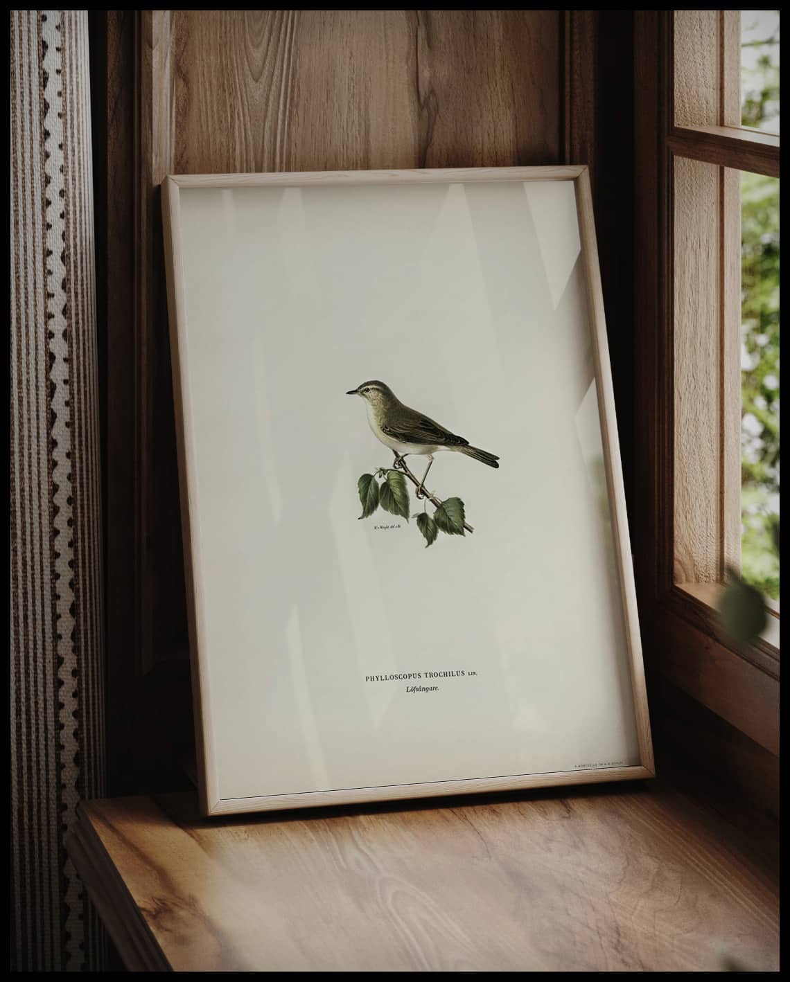 Phylloscopus Trochilus Poster