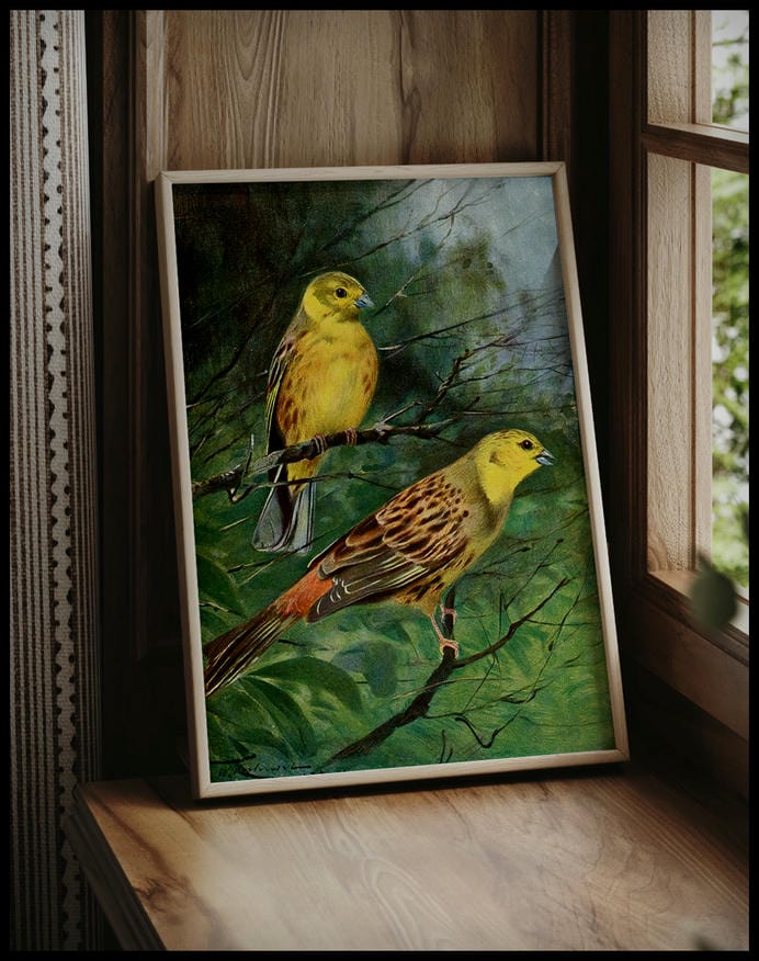 Yellow Bunting