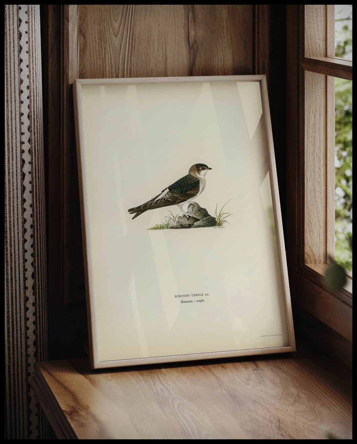Hirundo Urbica Poster