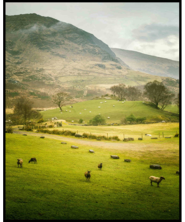 Ein Poster von einer grünen Weide mit Schafen vor einem Berg.