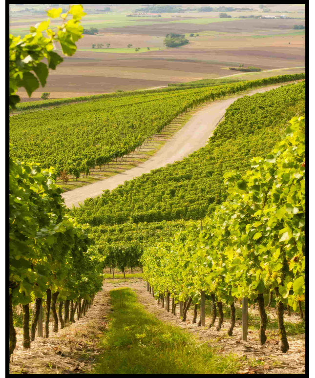 Ein Poster von einer Straße, die durch hellgrüne Weinberge führt.