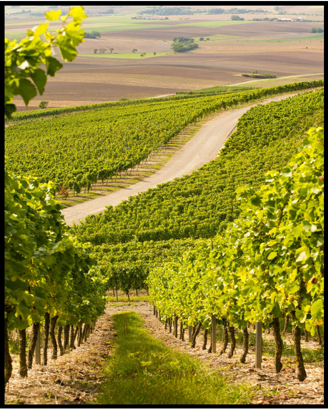 Ein Poster von einer Straße, die durch hellgrüne Weinberge führt.