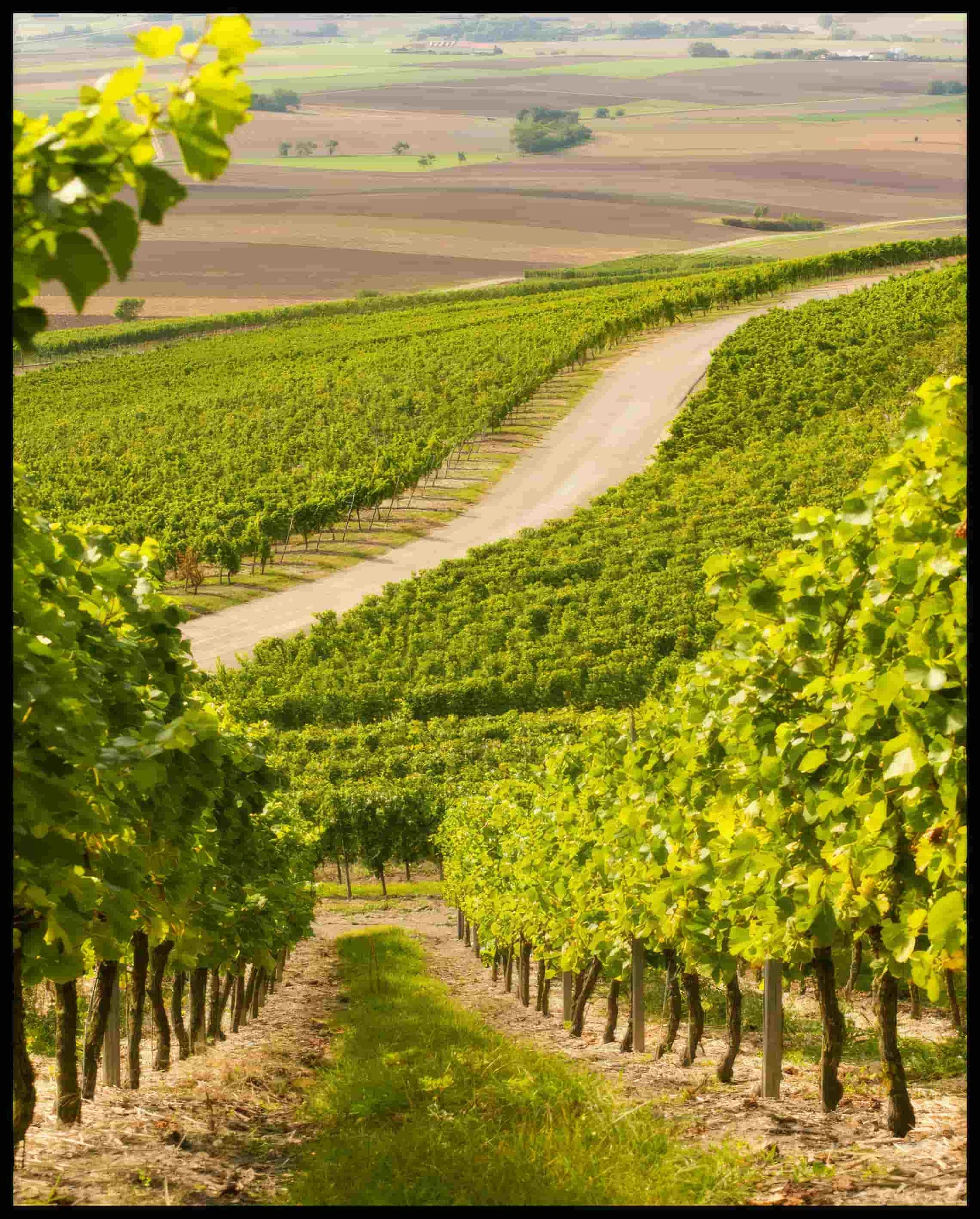 Ein Poster von einer Straße, die durch hellgrüne Weinberge führt.