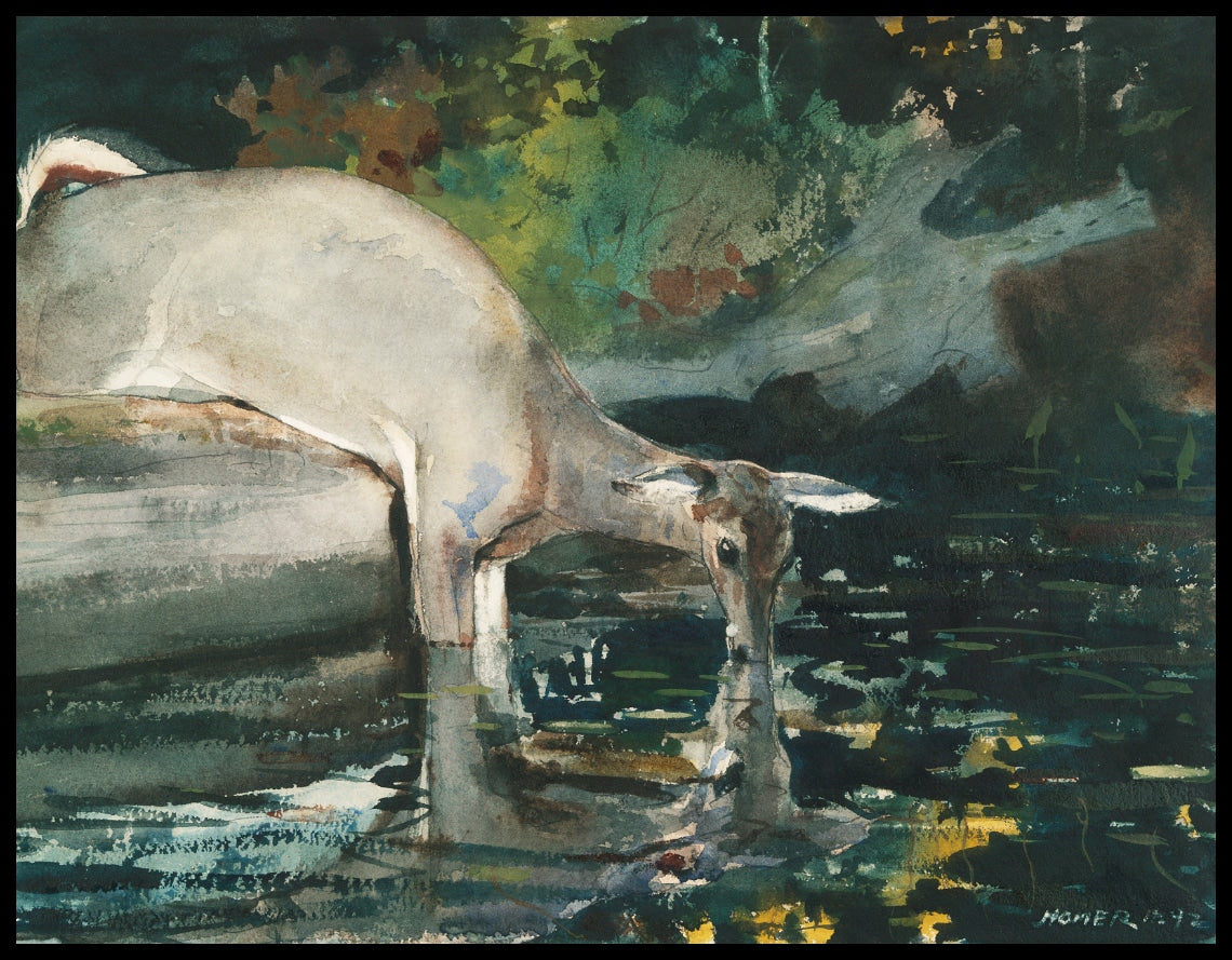Deer Drinking