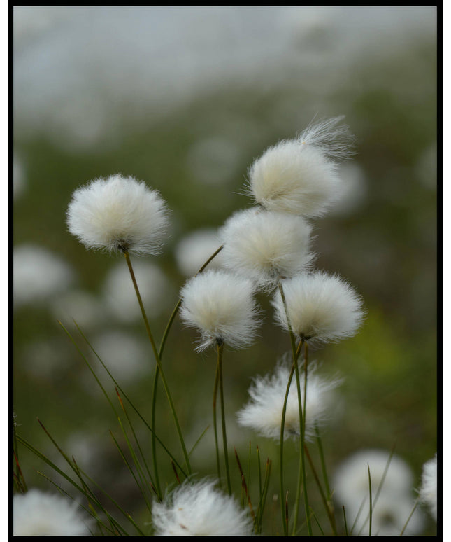Ein Poster von Wollgras das sich im Wind bewegt.