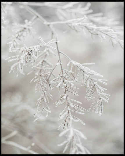 Ein Poster einer Nahaufnahme von einem gefrorenen Zweig.
