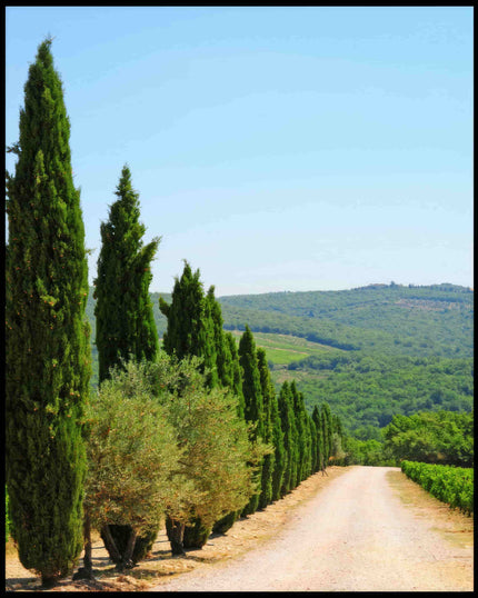 Ein Poster von einer Reihe von Zypressen an einer sandigen Straße.