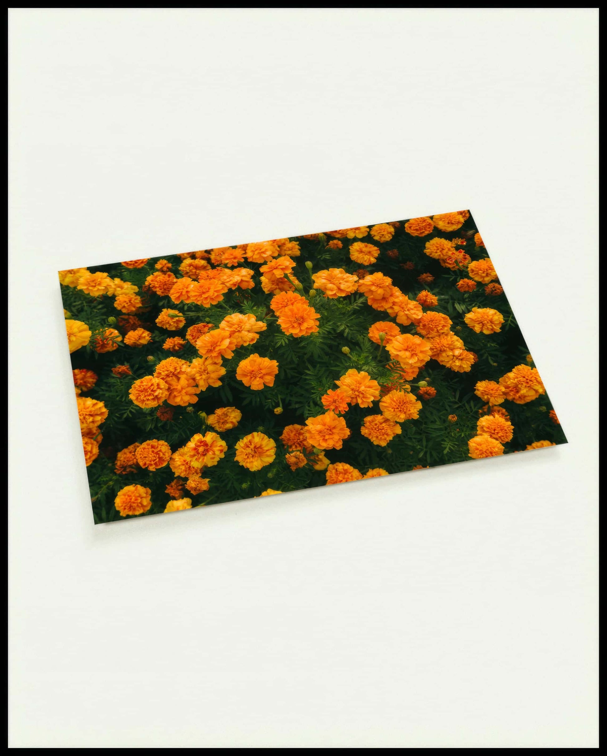 Eine Postkarte von leuchtend orangefarbenen Blumen in voller Blüte.