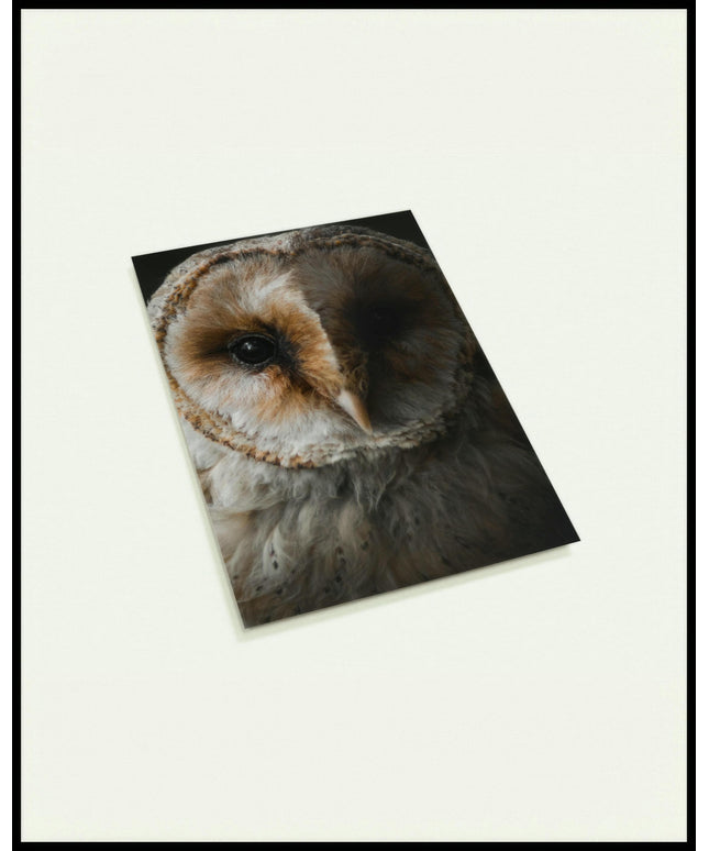Eine Postkarte von einem Porträt einer Eule in detailreicher Nahaufnahme.