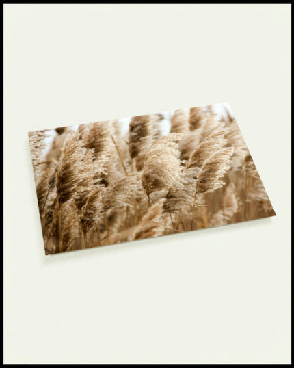 Eine Postkarte von einem vertrocknetem Getreidefeld im Wind.