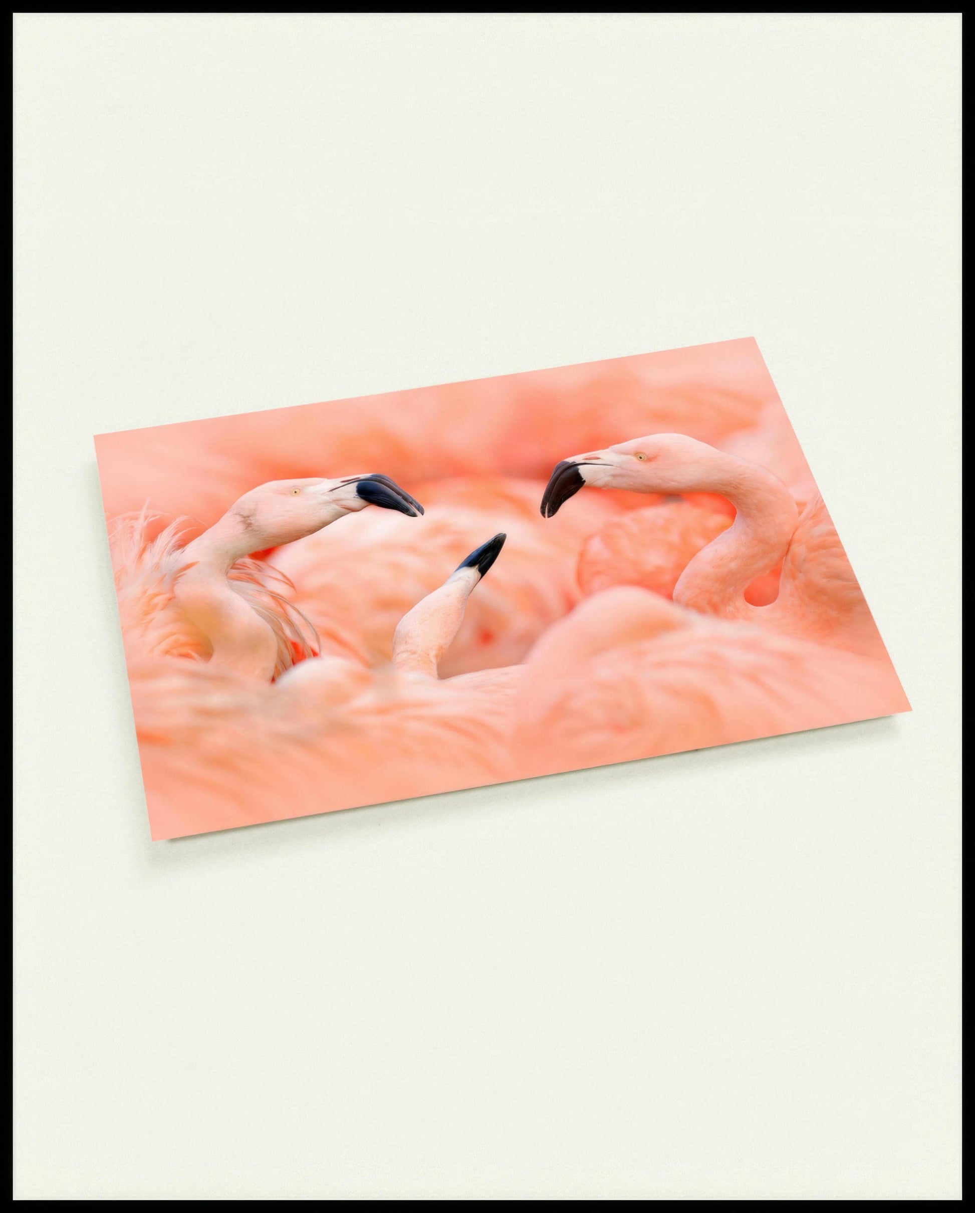 Eine Postkarte von drei Flamingos, die sich gegenüberstehen.