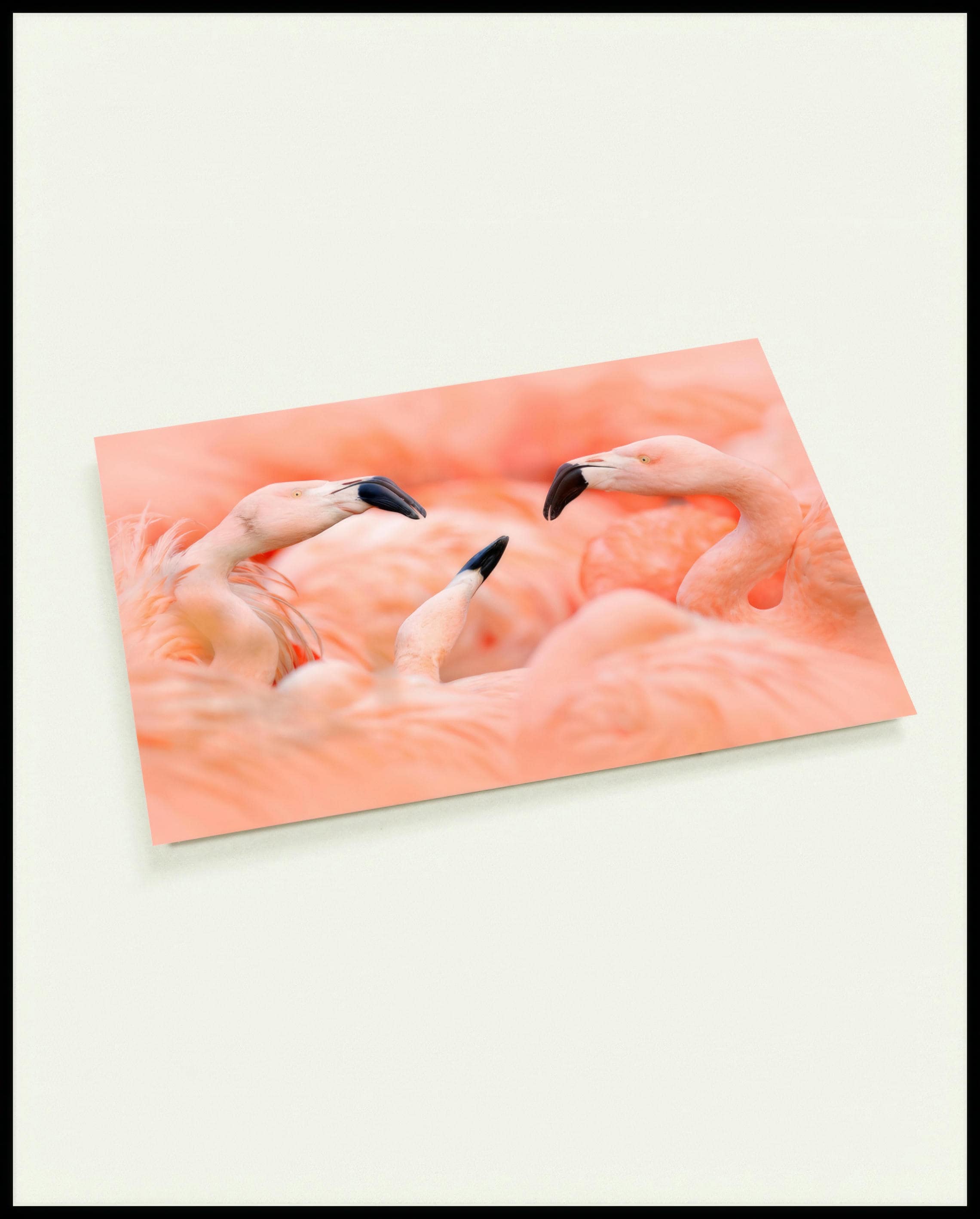 Eine Postkarte von drei Flamingos, die sich gegenüberstehen.
