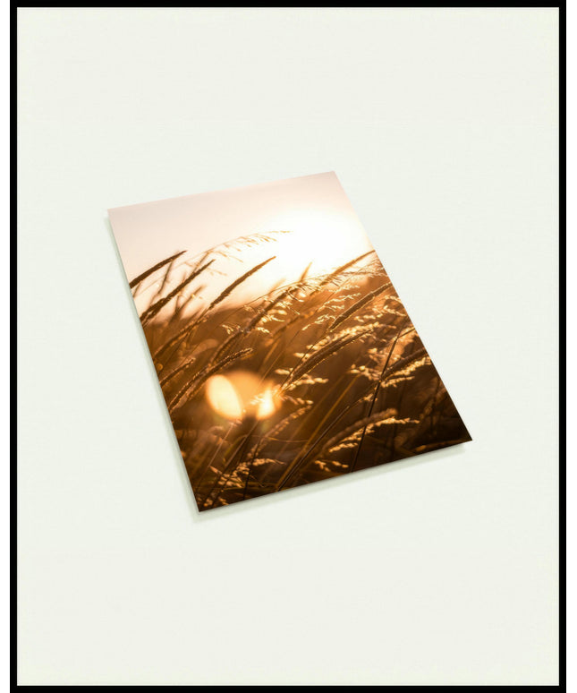 Eine Postkarte von Getreidehalmen im Sonnenuntergang.