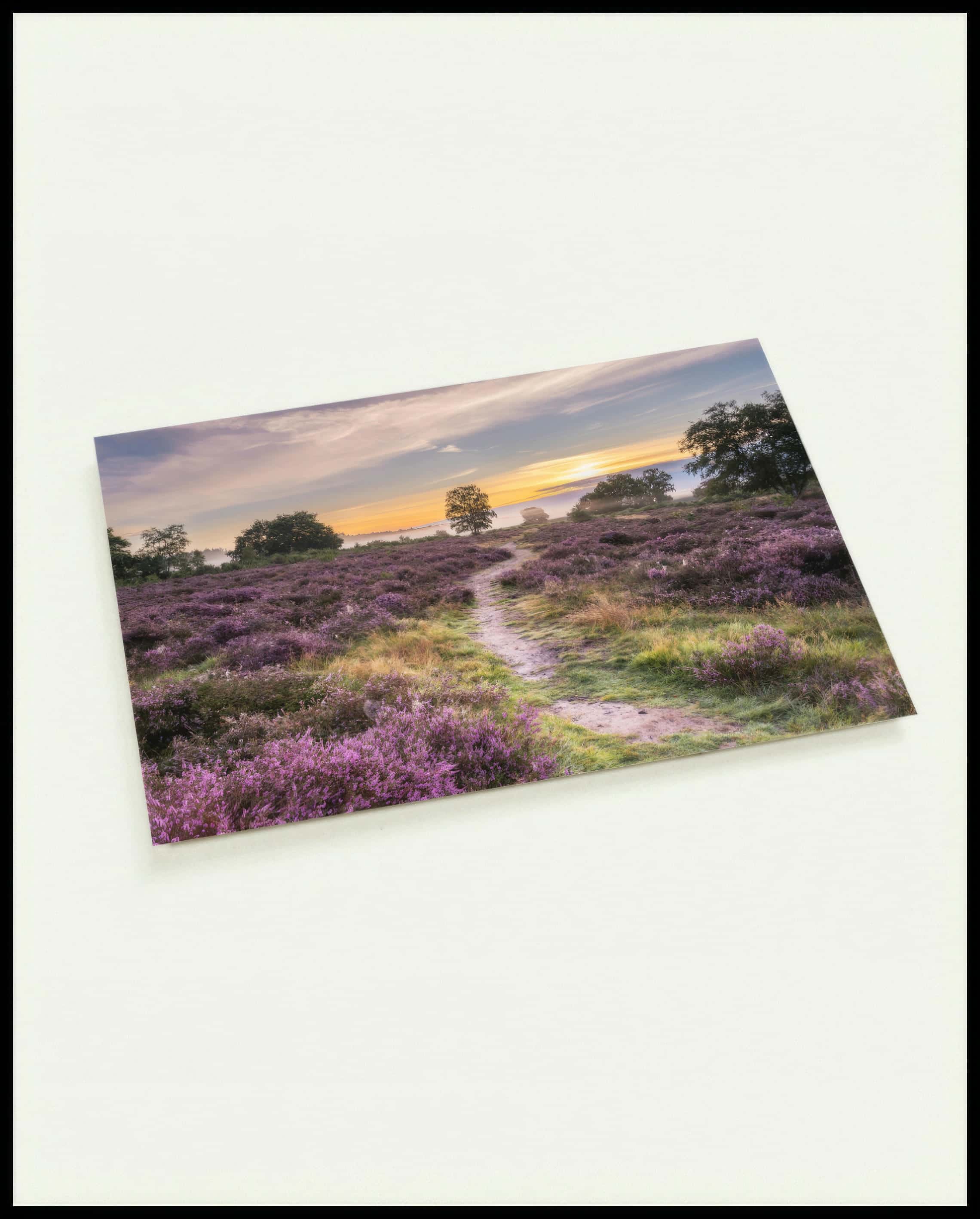 Eine Postkarte von einer Heidefläche mit lila Blumen im Sonnenuntergang.