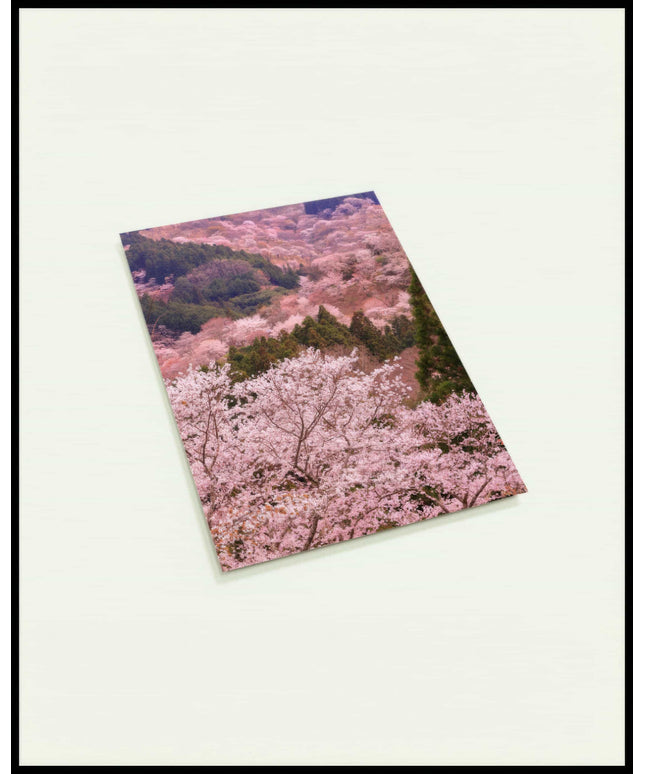 Eine Postkarte von einem Tal aus Kirschblütenbäumen.