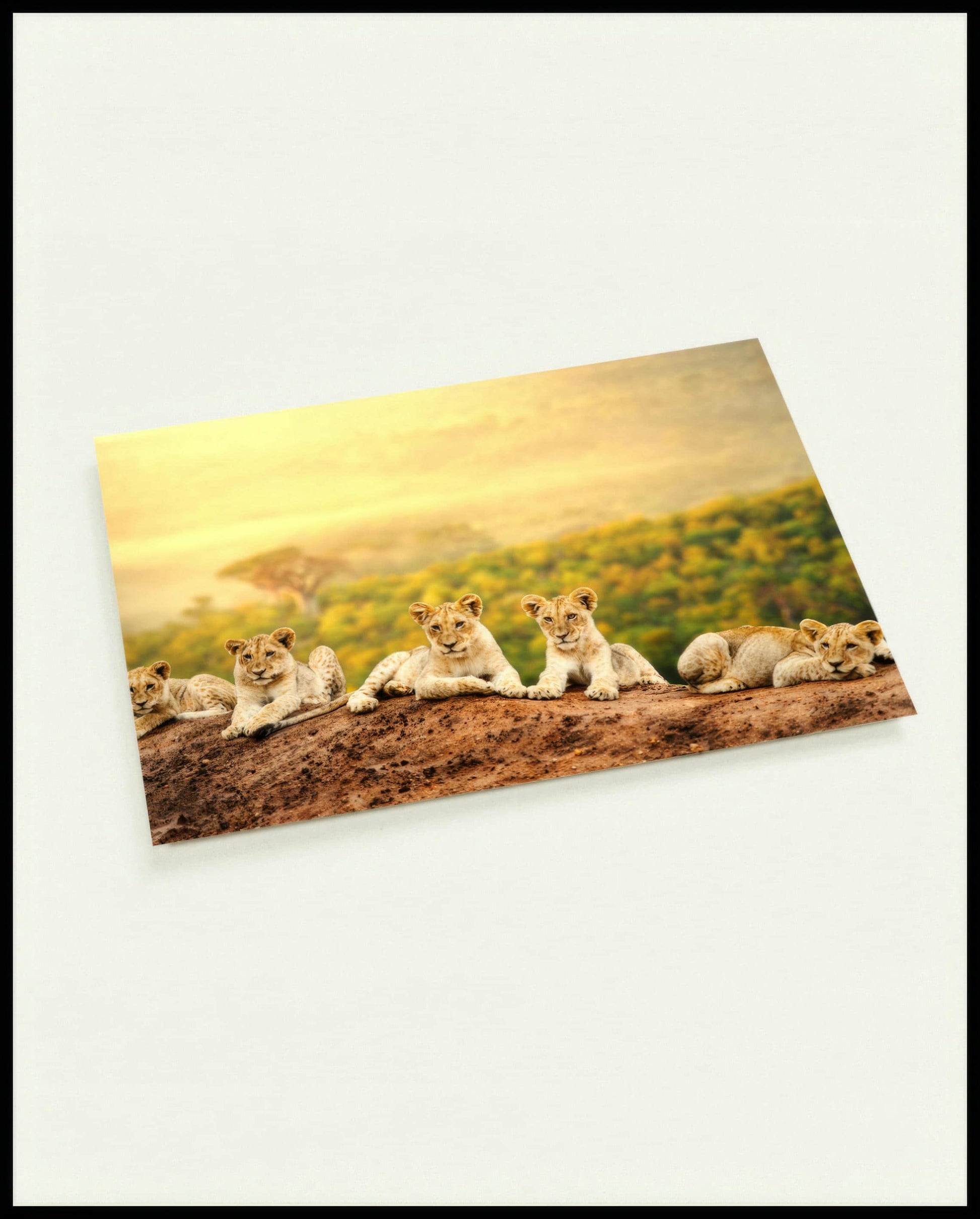 Eine Postkarte von fünf jungen Löwen, die auf einem Hügel sitzen, mit einer weiten afrikanischen Savannenlandschaft im Hintergrund.