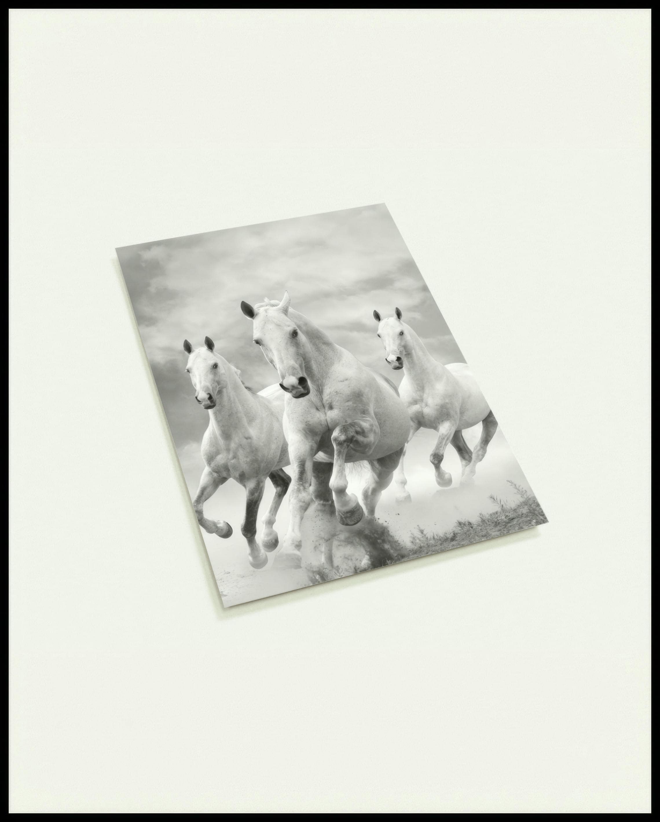 Eine Postkarte von drei weißen Pferden, die nebeneinander im Galopp durch eine staubige Landschaft rennen.