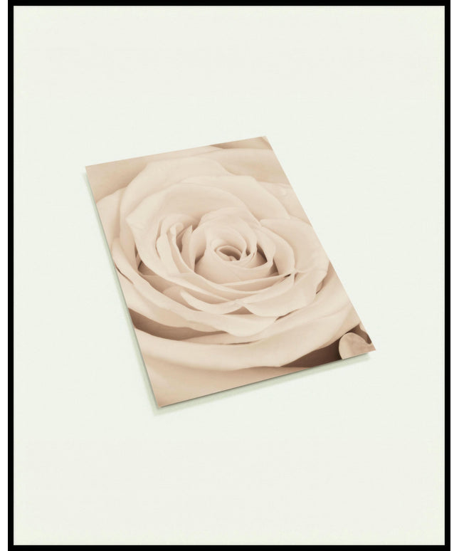 Eine Postkarte von einer cremefarbenen Rose in Nahaufnahme.