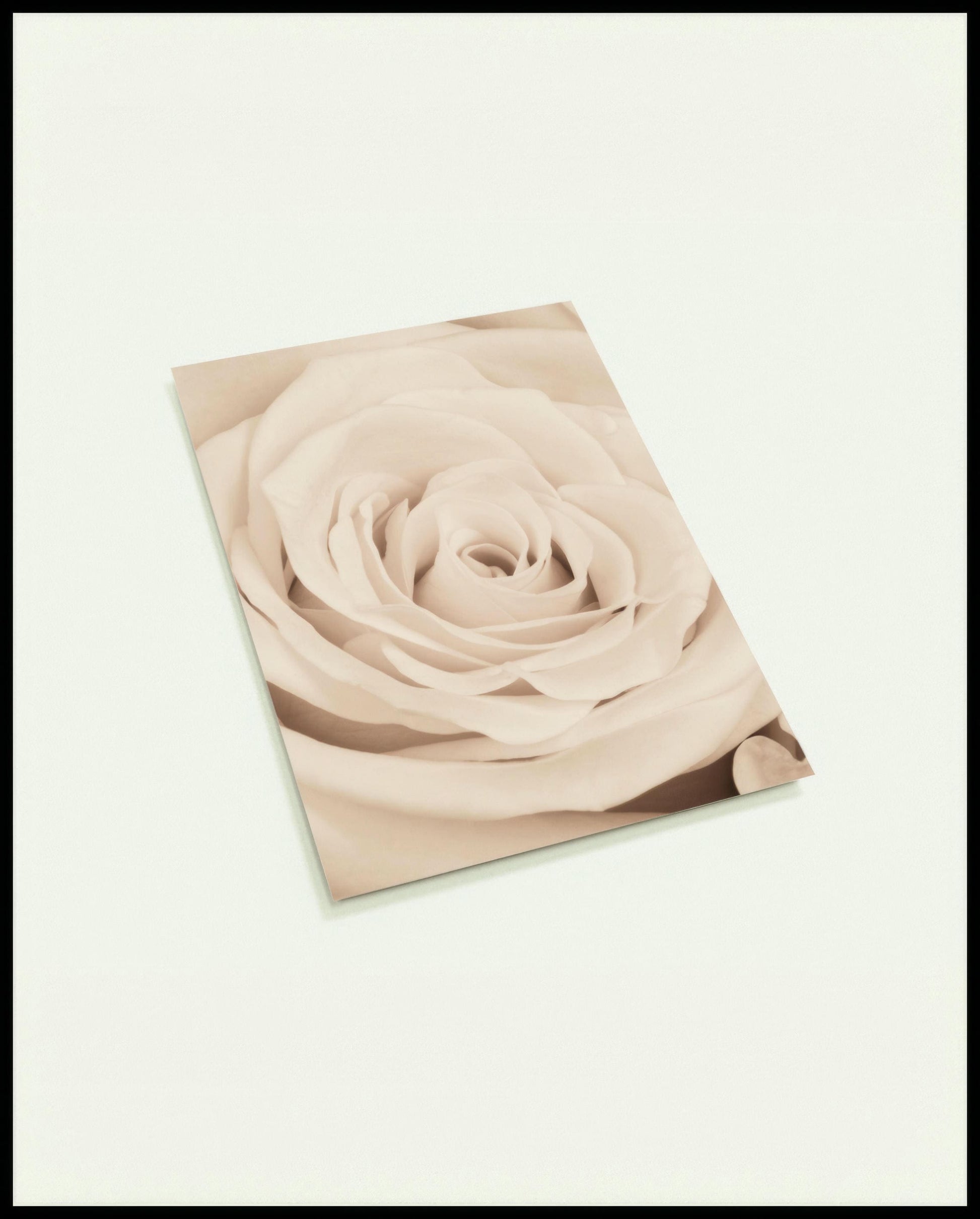 Eine Postkarte von einer cremefarbenen Rose in Nahaufnahme.