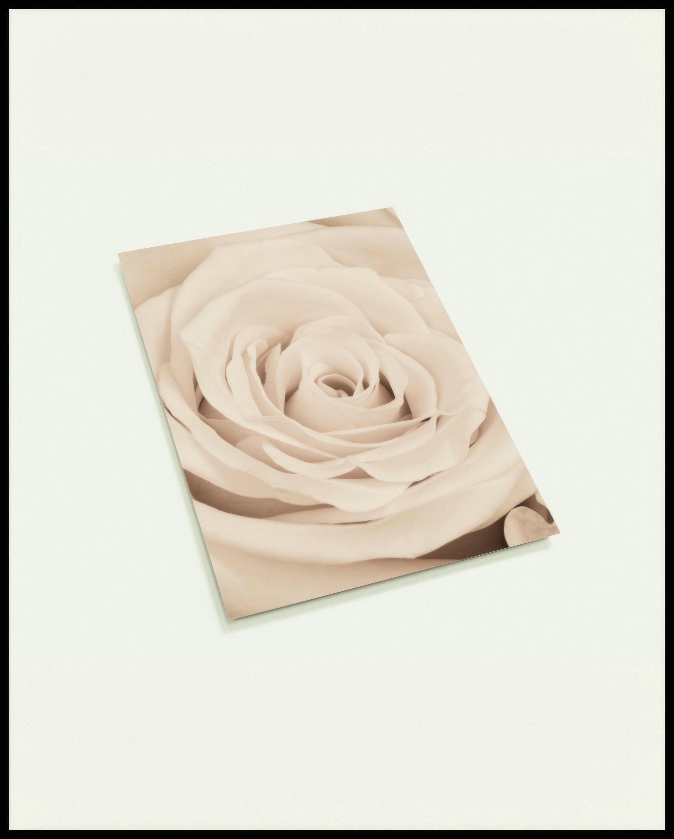 Eine Postkarte von einer cremefarbenen Rose in Nahaufnahme.