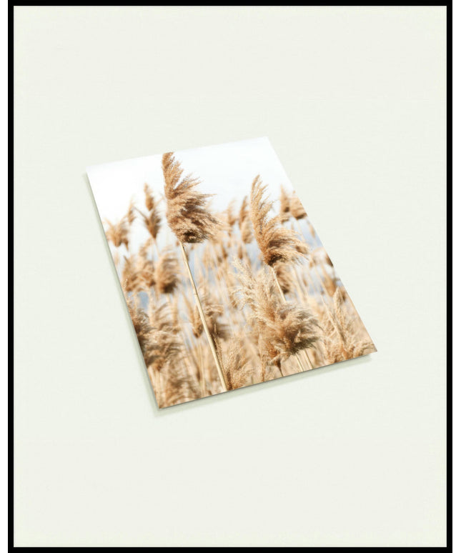 Eine Postkarte von mehreren Getreidesorten die sich im Wind bewegen.