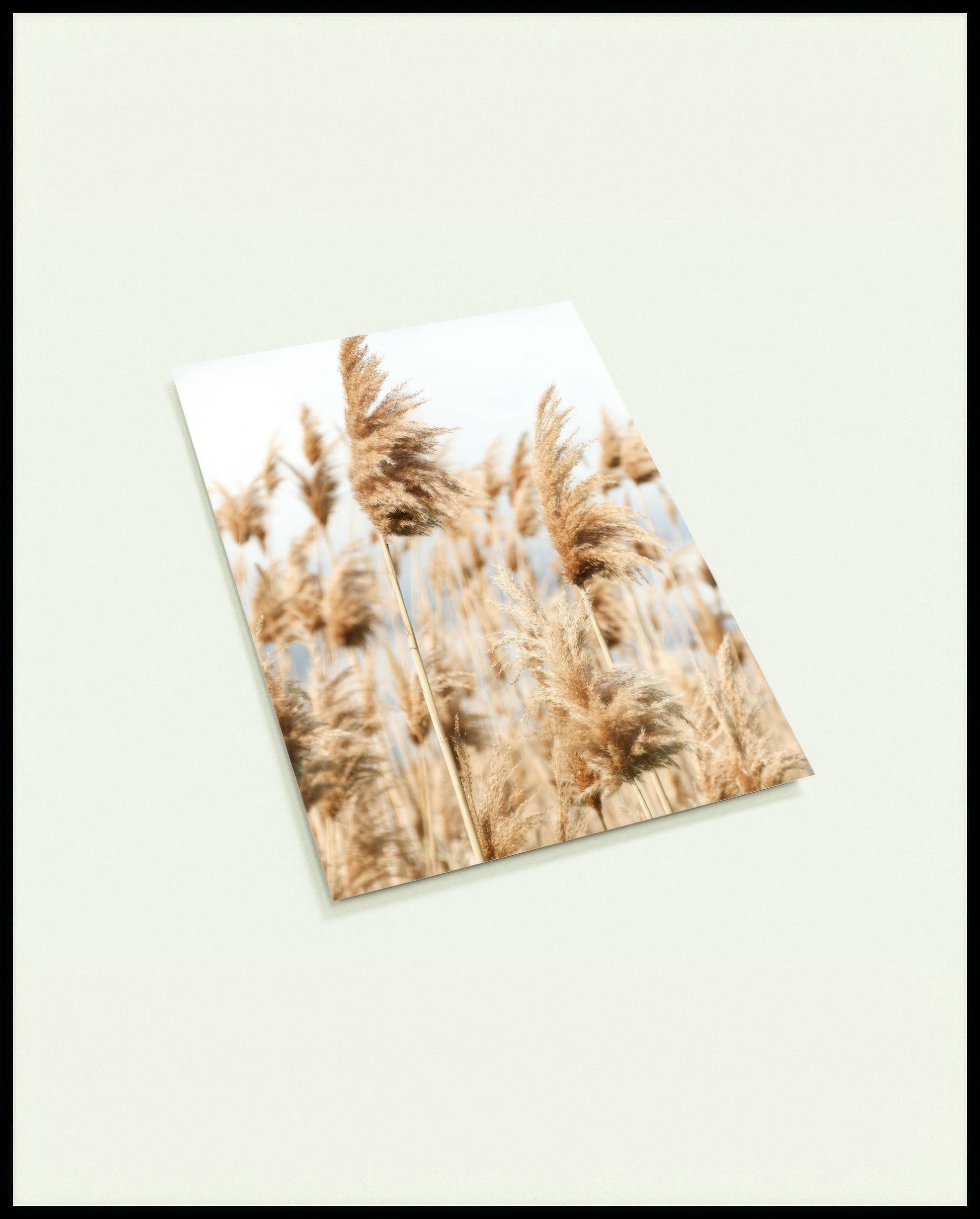 Eine Postkarte von mehreren Getreidesorten die sich im Wind bewegen.
