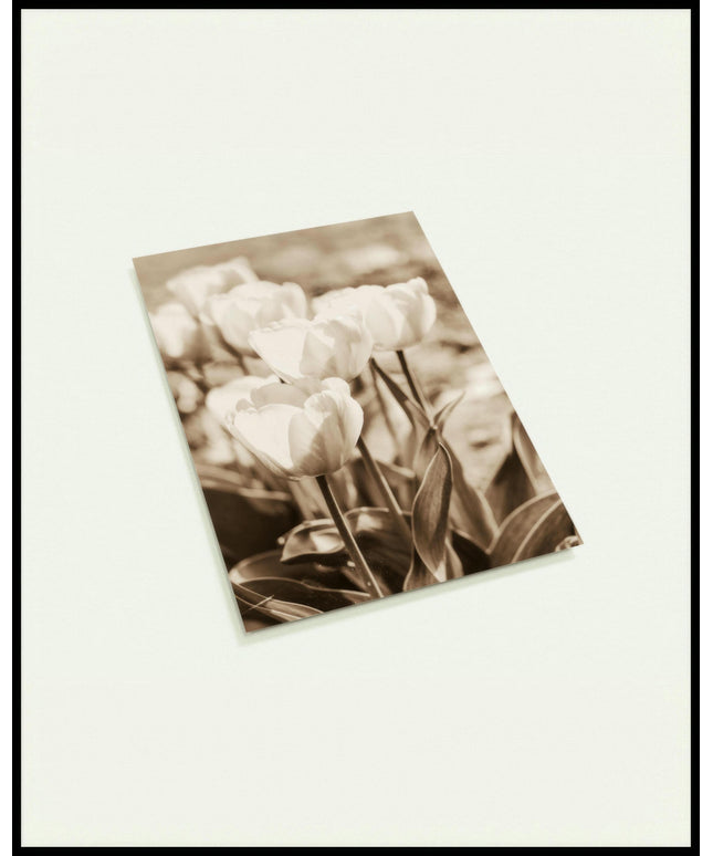 Eine Postkarte von mehreren Tulpen mit Sepiafilter.