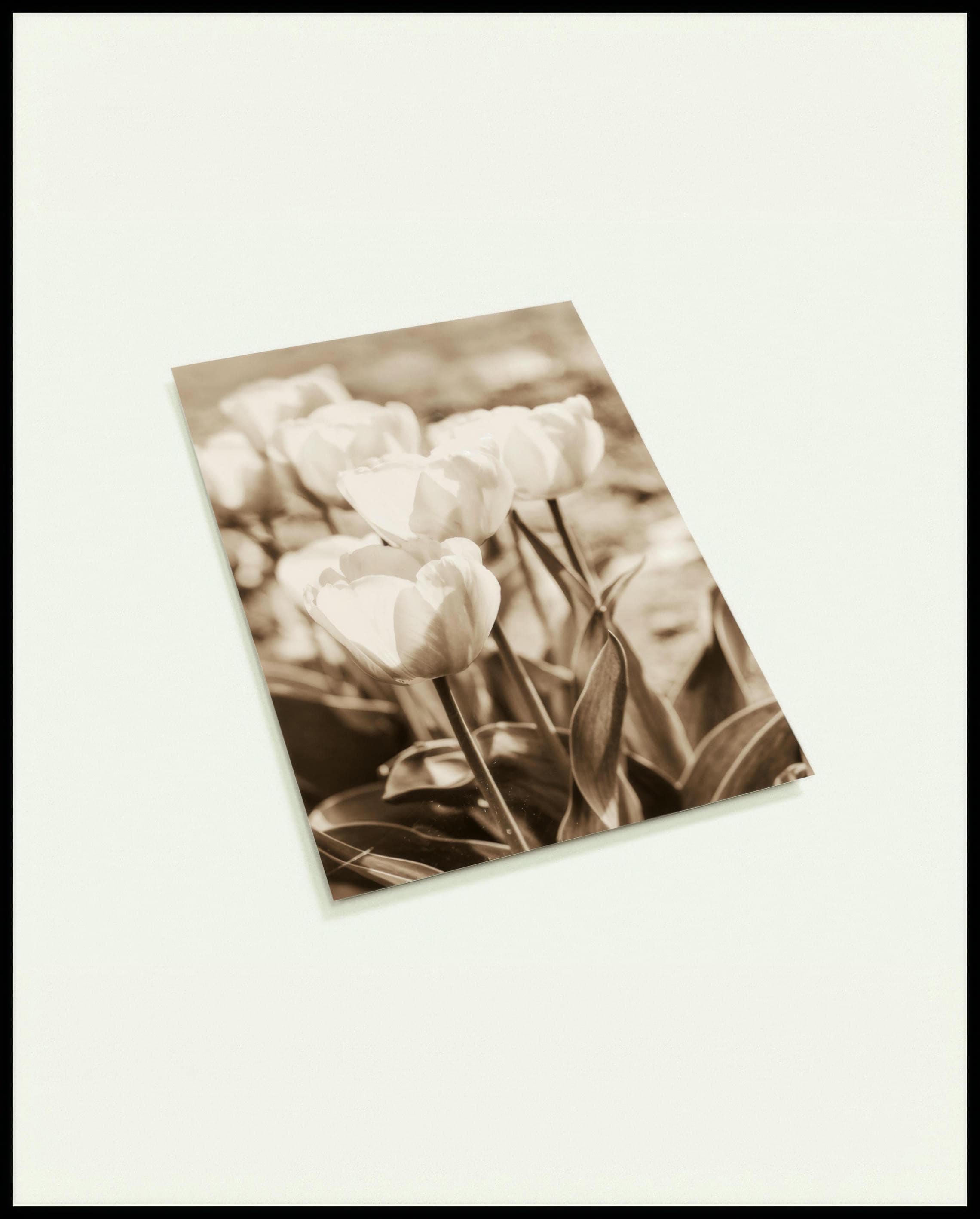 Eine Postkarte von mehreren Tulpen mit Sepiafilter.