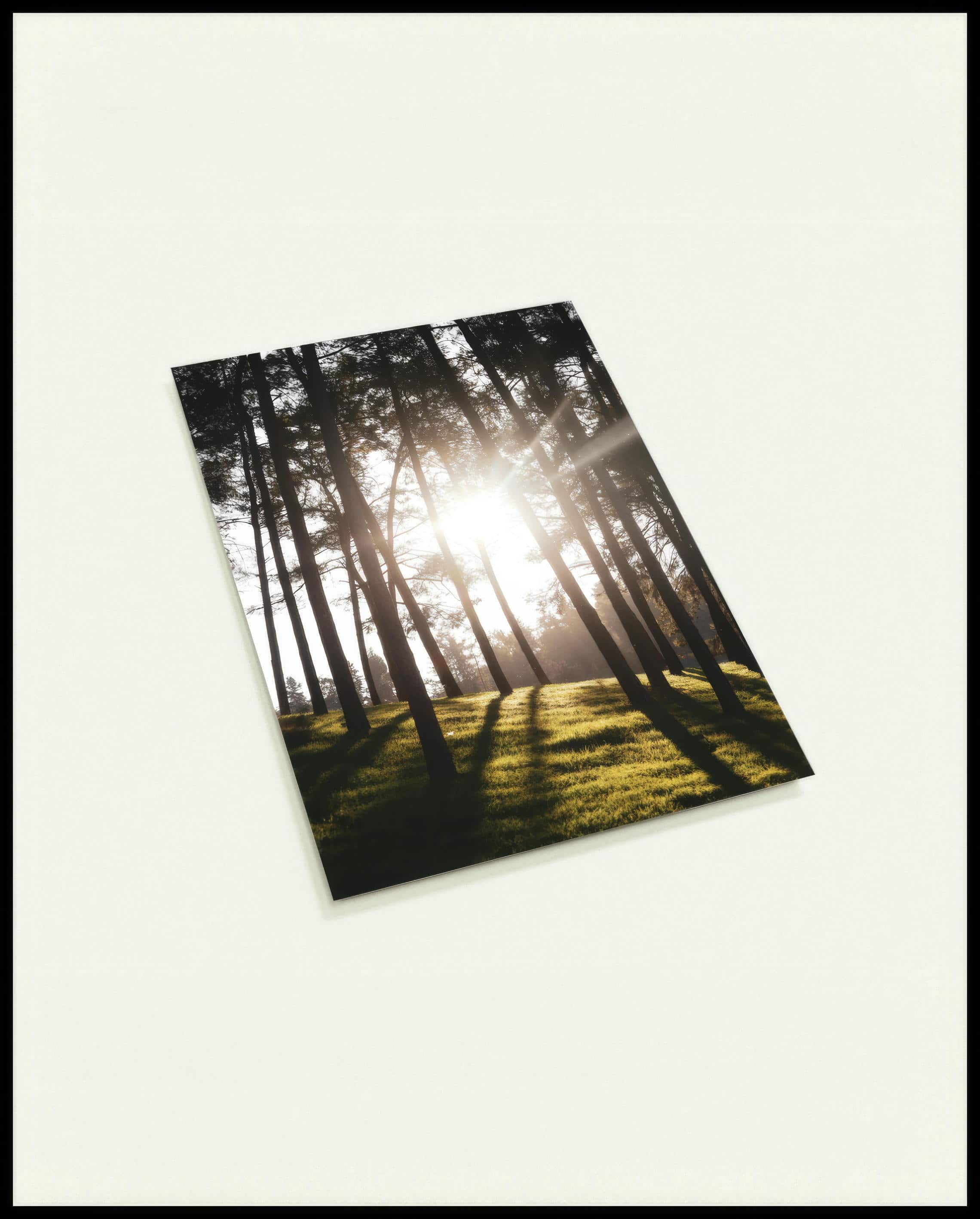 Eine Postkarte von Sonnenstrahlen die durch einige schmale Bäume hindurch scheinen.