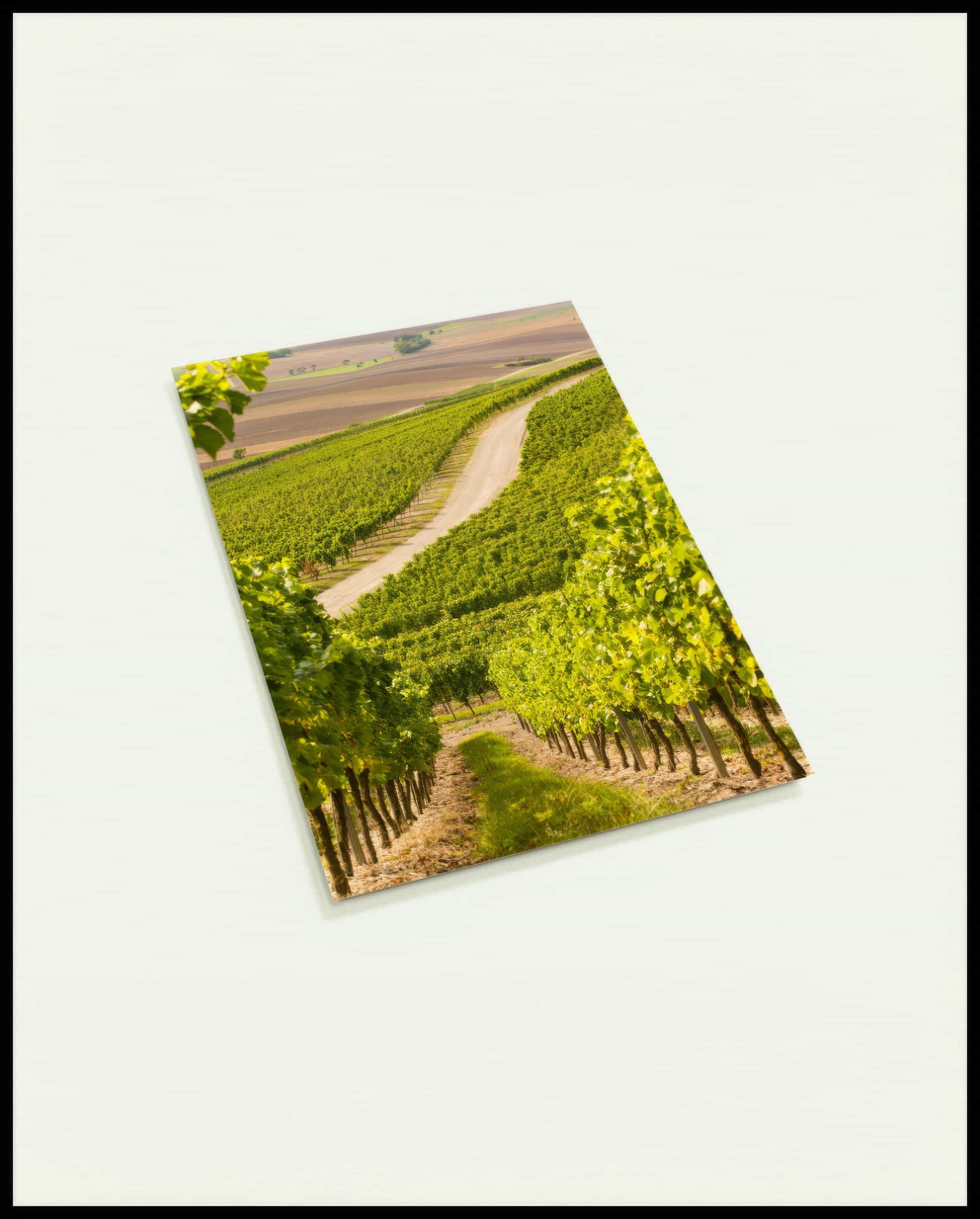 Eine Postkarte von einer Straße, die durch hellgrüne Weinberge führt.