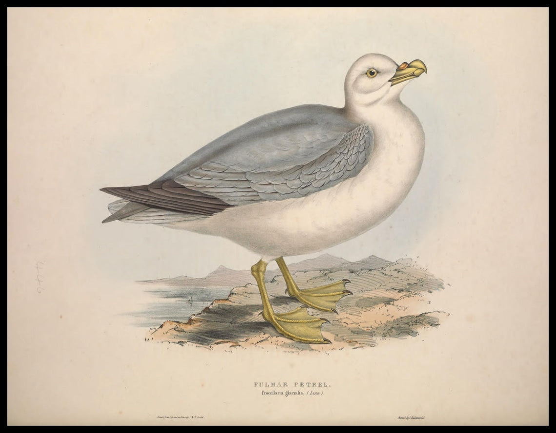 Poster Procellaria Glacialis