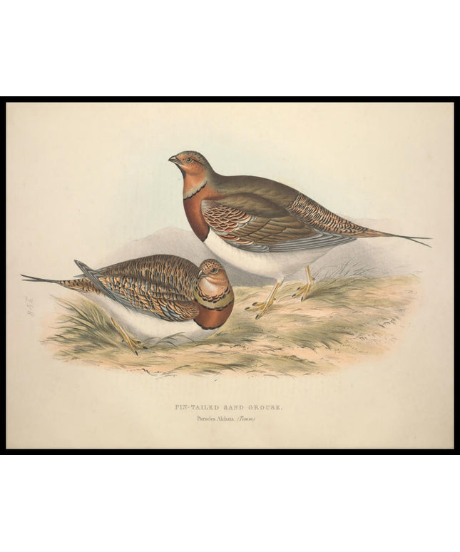 Pterocles Alchata Poster