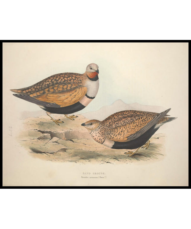 Pterocles Arenarius Poster