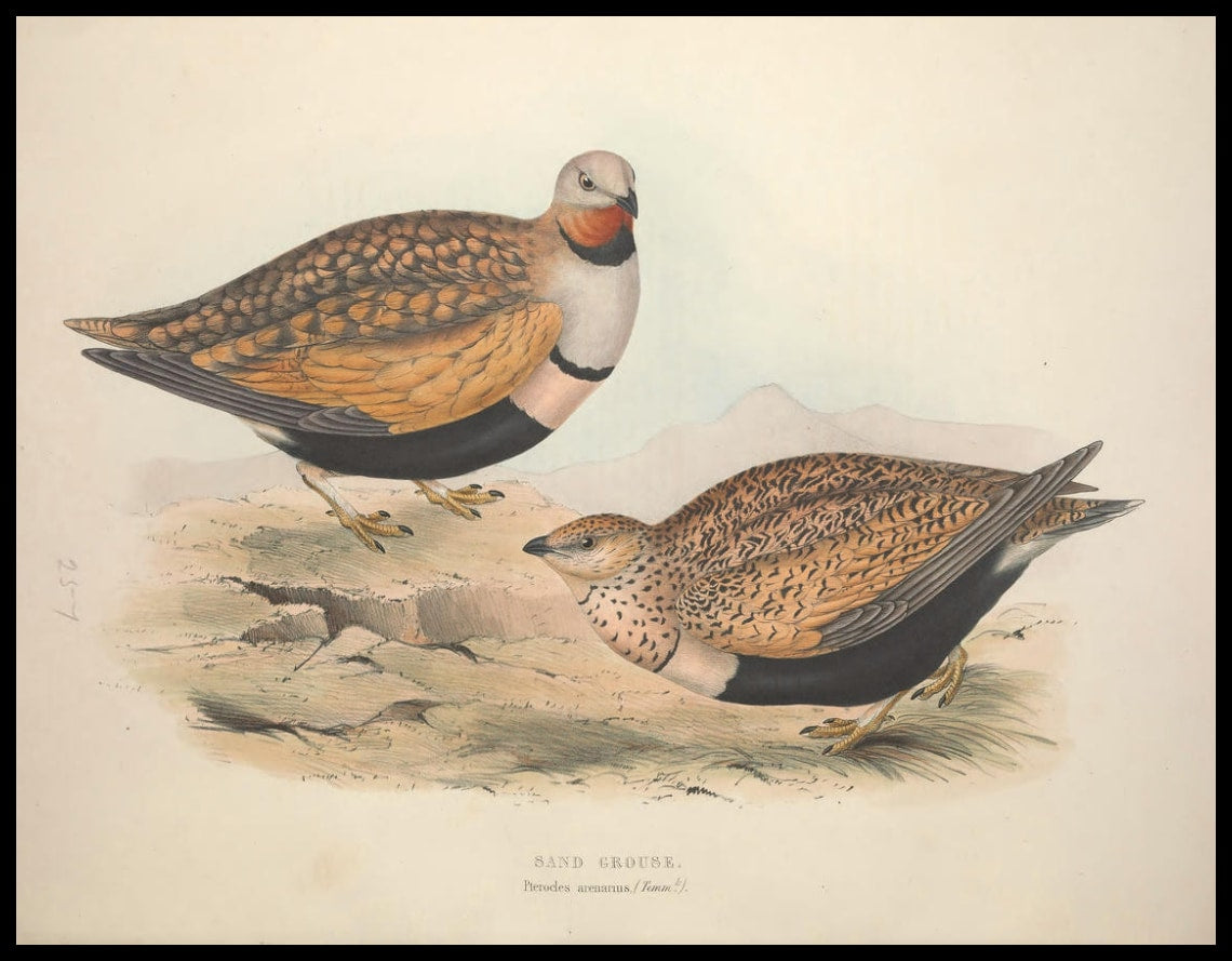 Poster Pterocles Arenarius