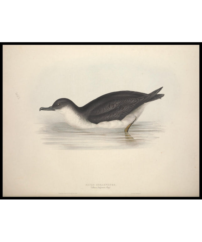 Puffinus Anglorum Poster