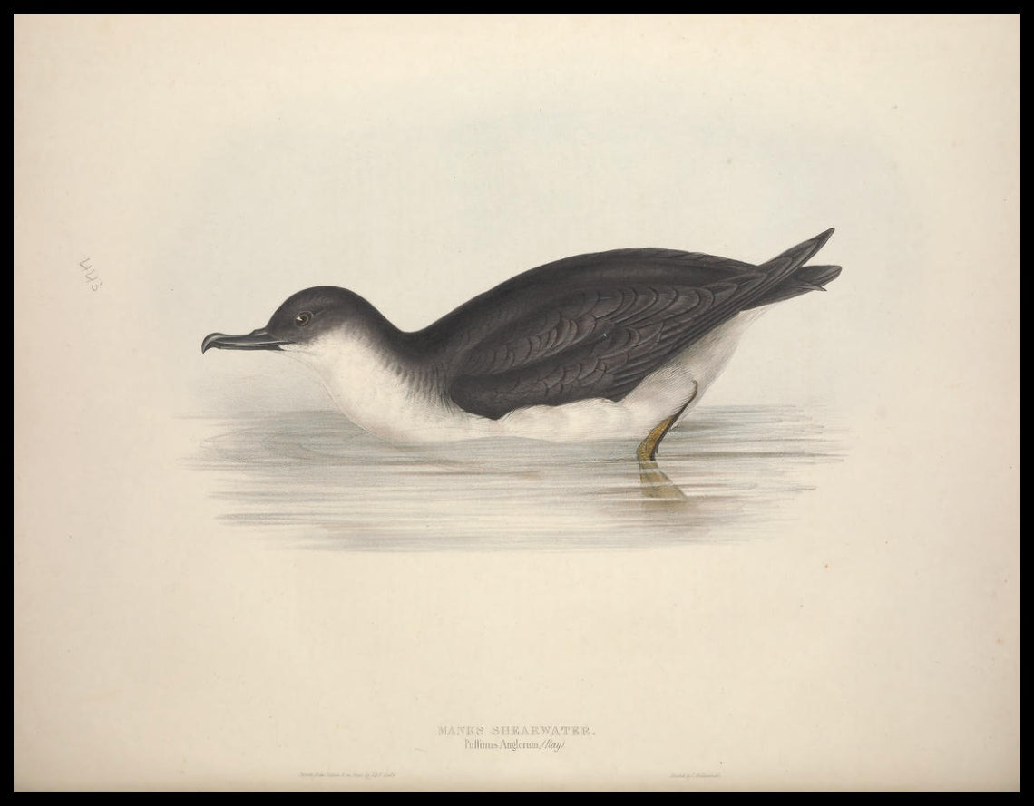 Poster Puffinus Anglorum