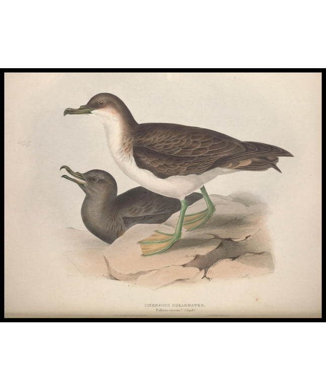 Puffinus Cinereus Poster